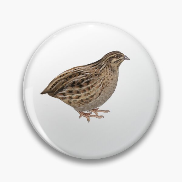 Item preview, Coturnix Quail - Painted designed and sold by darinjmcneil.