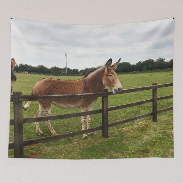Item preview, Zeedonk Zebra Donkey - Animal Photography designed and sold by MysticMagpie.