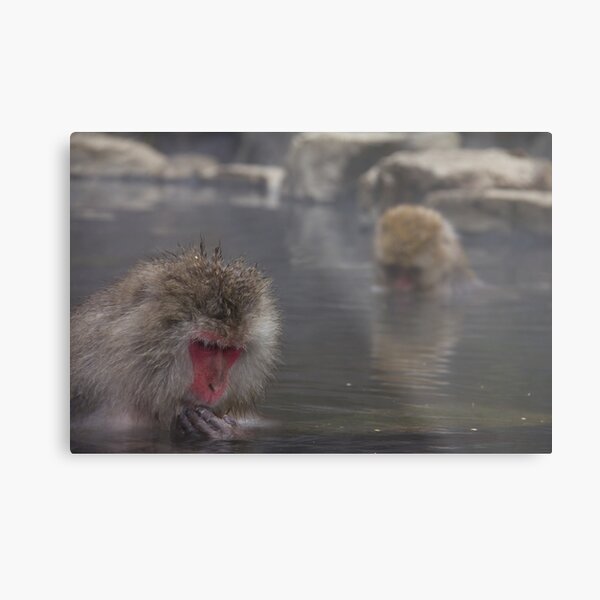 Snow Monkey 猿 Metal Print