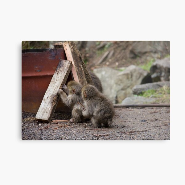 Baby Snow Monkey 猿ベビー Metal Print