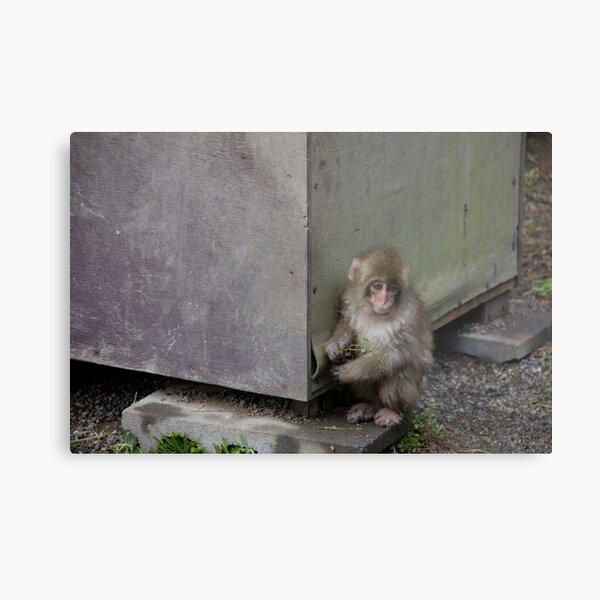 Baby Snow Monkey 猿ベビー Metal Print