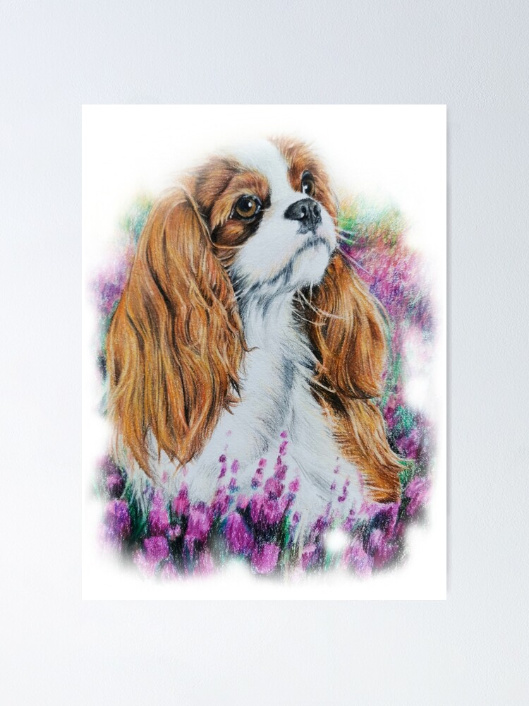 beautiful cavalier king charles spaniel