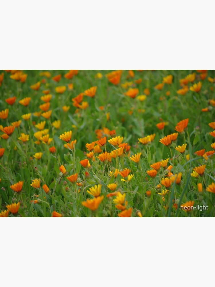 Moroccan Daisies by neon-light