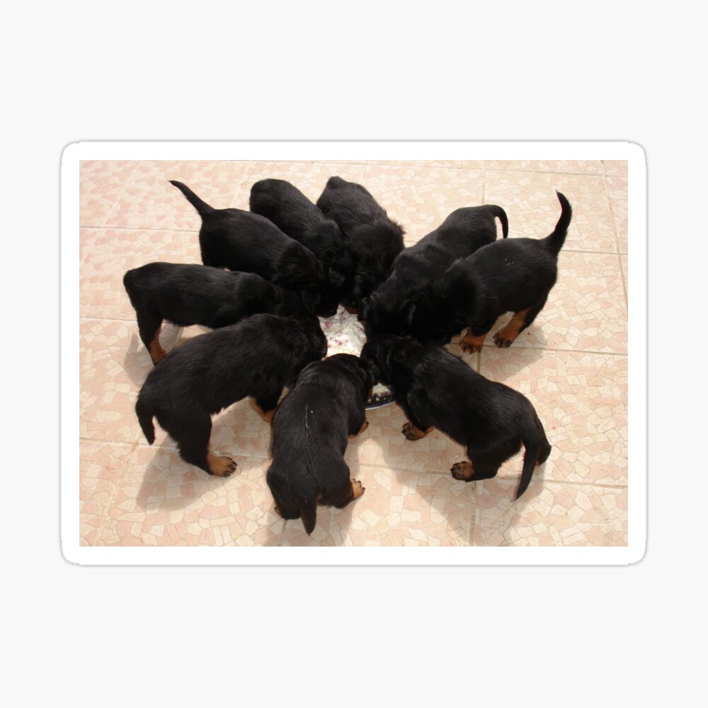 Nine Rottweiler Puppies Eating From One Food Bowl