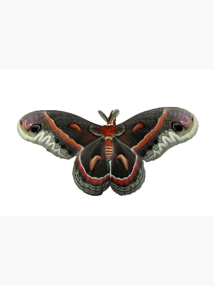 Cecropia Moth by mark-bugs-org