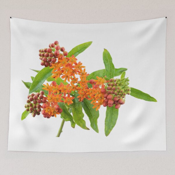 Item preview, Asclepias tuberosa  Butterfly flower  designed and sold by Chris Burrows.