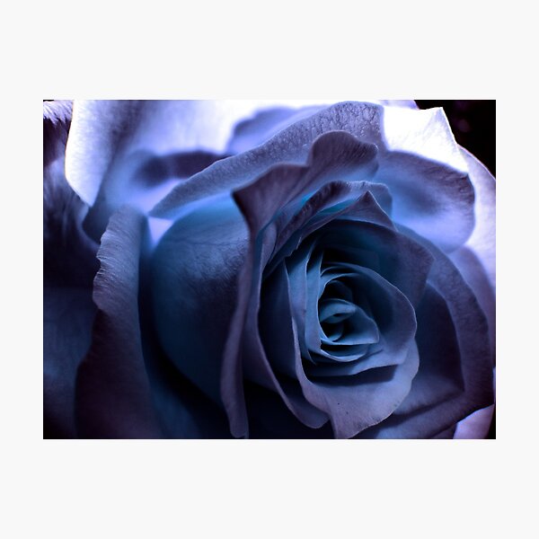 Rose3 Photographic Print