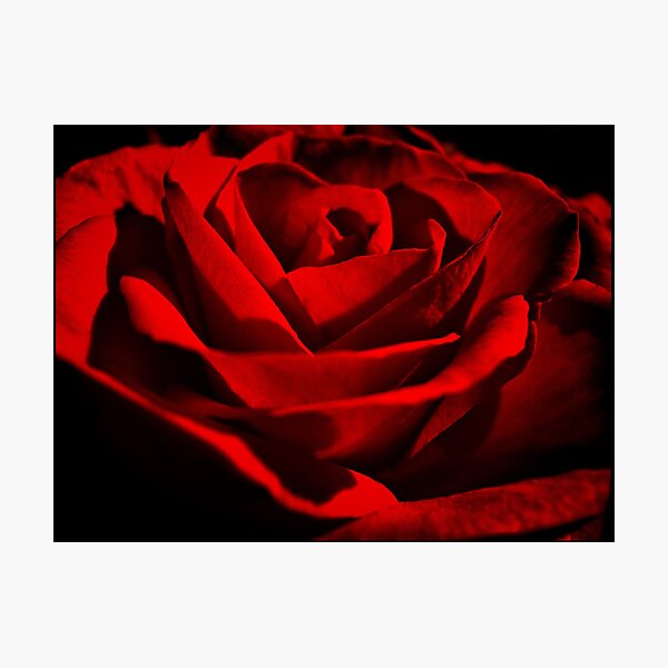 Rose2 Photographic Print