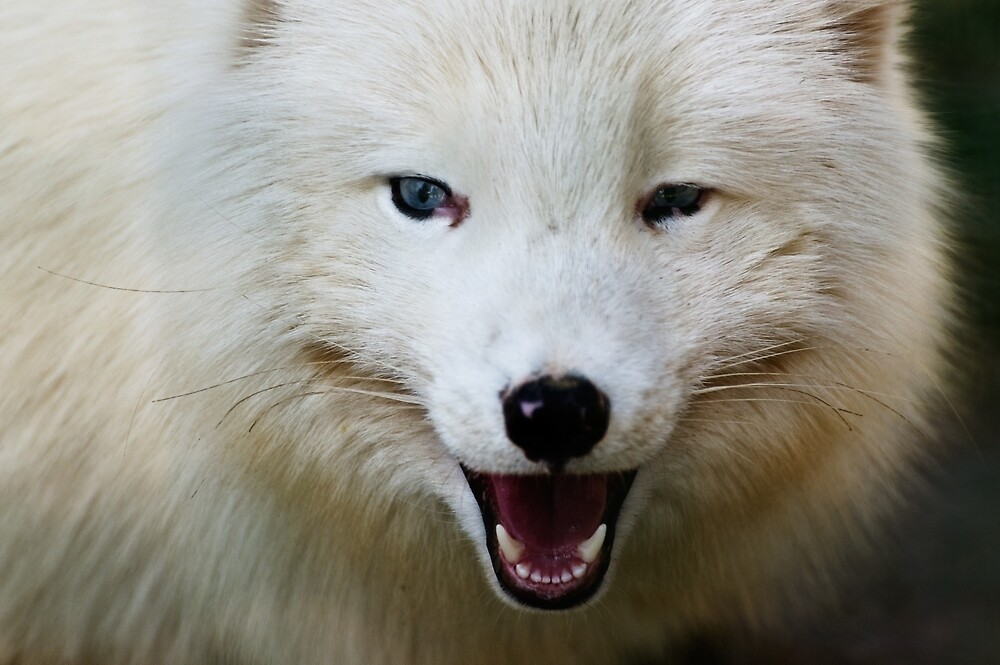 "Smile Arctic Fox" by RatTheShaman Redbubble