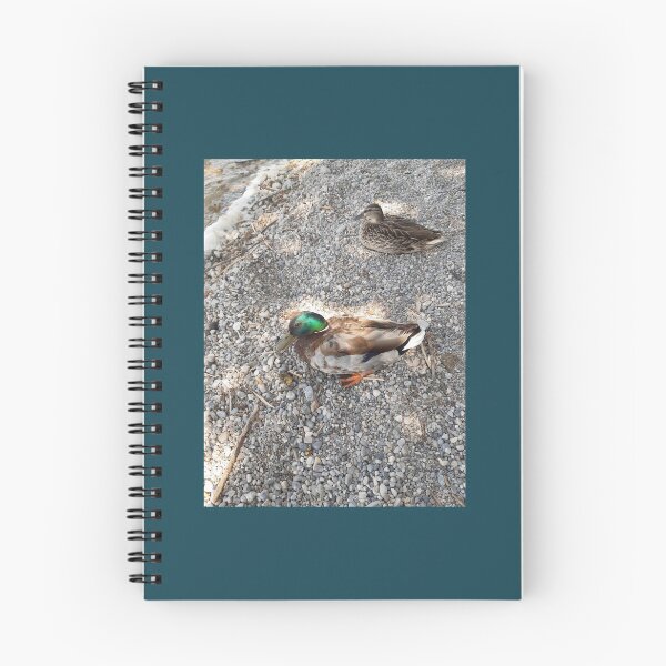 Aperçu de l'œuvre  Canards, animaux, nature créée et vendue par Sternchen2789.