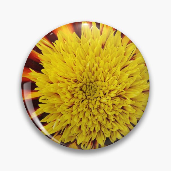 Item preview, Gazania  Totonaca  Treasure flower  Sunbathers Series designed and sold by Chris Burrows.