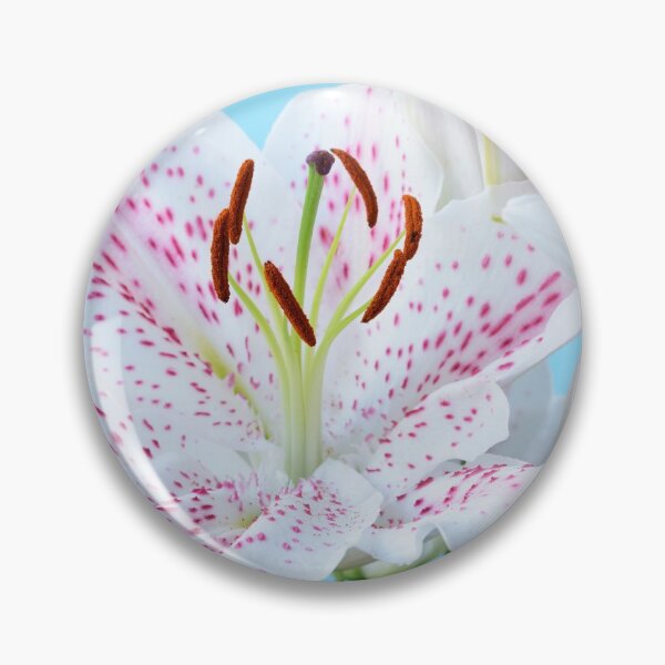 Item preview, Lilium  'Extravaganza'  Lily  Oriental hybrid  designed and sold by Chris Burrows.