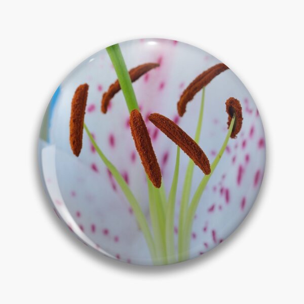 Item preview, Lilium 'Extravaganza' Lily Oriental hybrid designed and sold by Chris Burrows.