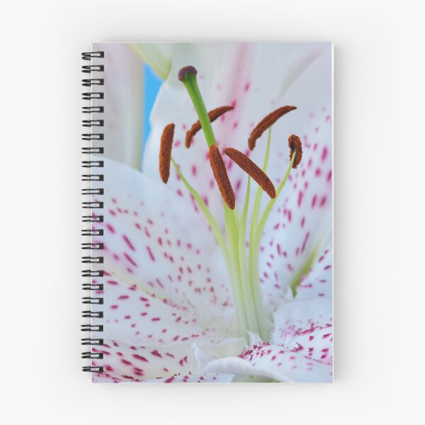 Item preview, Lilium 'Extravaganza' Lily Oriental hybrid designed and sold by Chris Burrows.