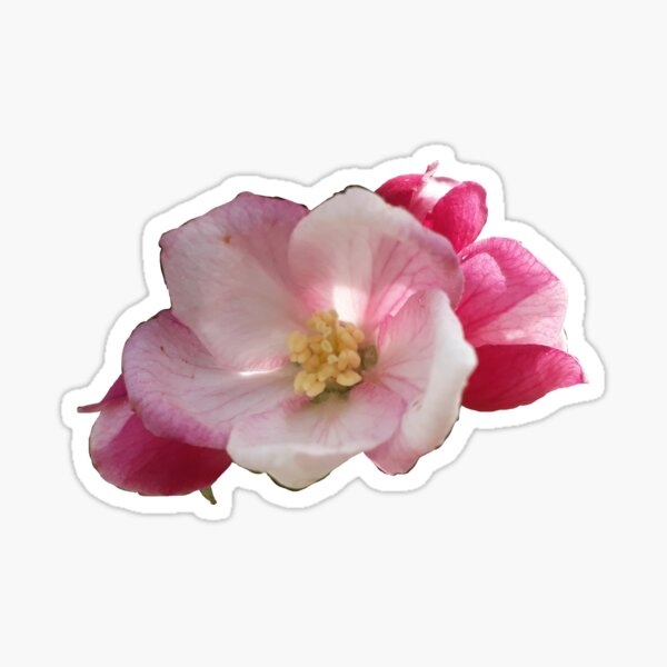 Item preview, Apple blossom designed and sold by Marinaaniram.