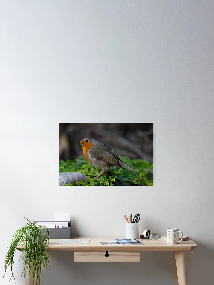 Thumbnail 2 of 3, Poster, Robin designed and sold by rawshutterbug.