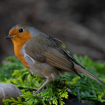 Artwork thumbnail, Robin by rawshutterbug