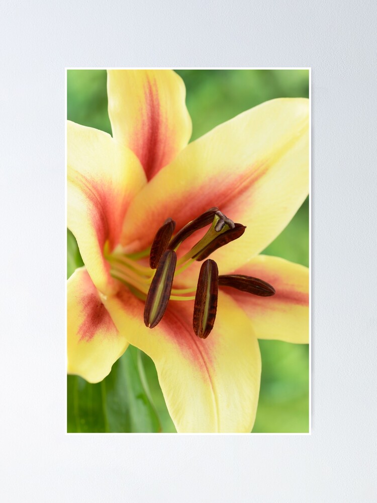 Póster «Lilium & # 39; Lavon & # 39; Lily Oriental Trompeta Lily Cross OT  Lily» de chrisburrows | Redbubble