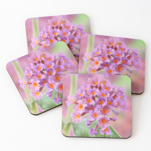 Item preview, Buddleja x weyeriana  'Bicolor'  Butterfly bush  syn.  Buddleja 'Flower Power'  designed and sold by Chris Burrows.