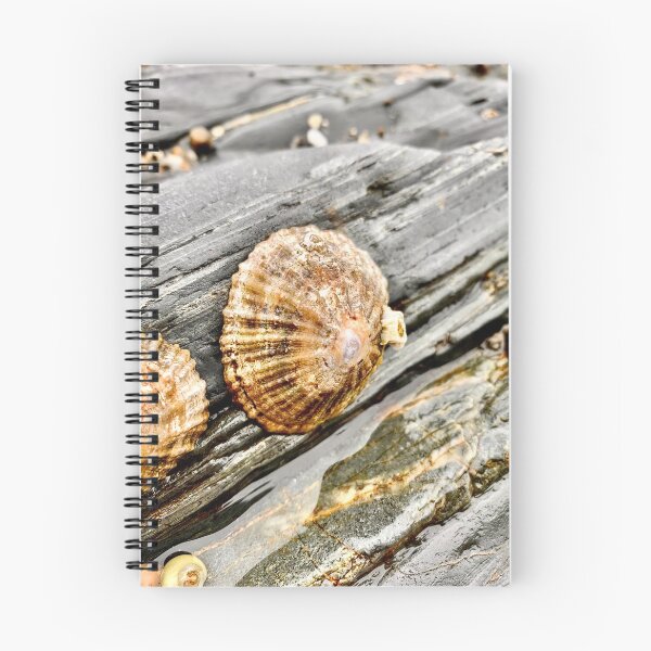 Item preview, Seashell designed and sold by IBMClothing.