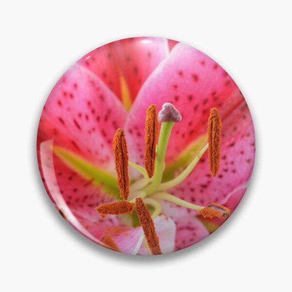 Item preview, Lilium  'Star Gazer'  Oriental hybrid lily  designed and sold by Chris Burrows.