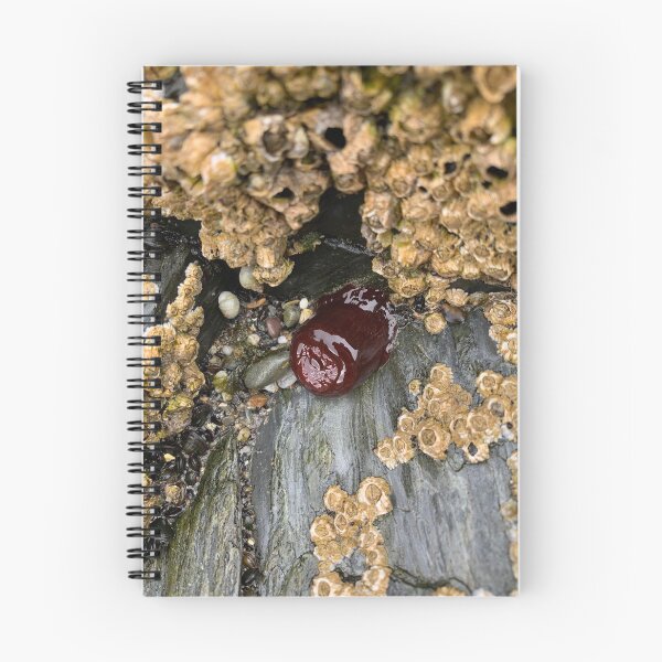 Item preview, Beadlet Anemone designed and sold by IBMClothing.