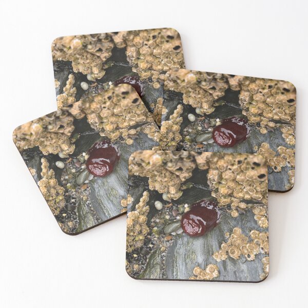 Item preview, Beadlet Anemone designed and sold by IBMClothing.