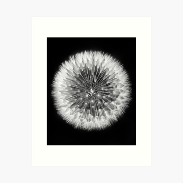 Black and white dandelion Art Print