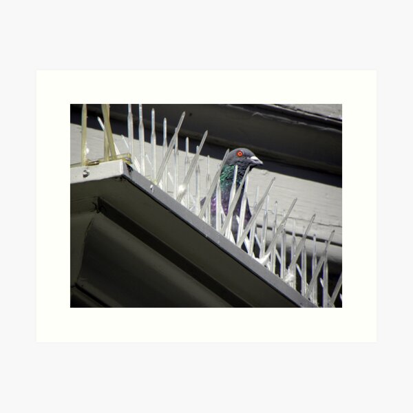 Arrogant Pigeon Art Print