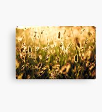 Golden Grass Canvas Print