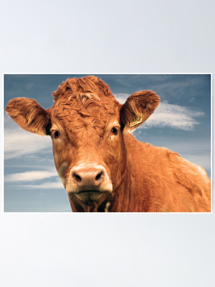 "How Now Brown Cow" Poster by simpsonvisuals Redbubble