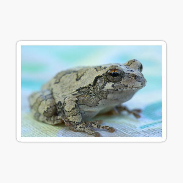 Gray tree frog Sticker