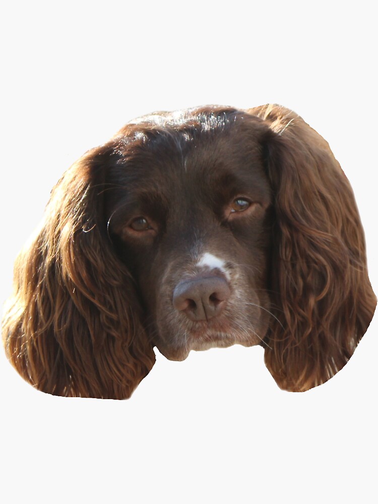 "Cute Springer Spaniel Face" Sticker by S626 | Redbubble
