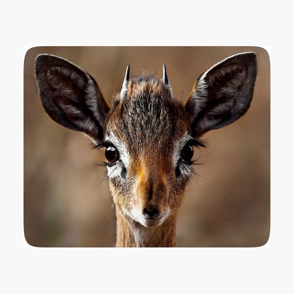 Dik Dik- smallst Antelope of South Africa