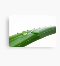 Aloe Vera Leaf Macro Metal Print