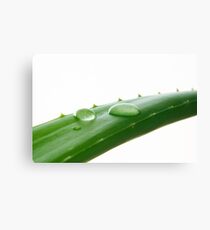 Aloe Vera Leaf Macro Canvas Print