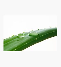 Aloe Vera Leaf Macro Photographic Print