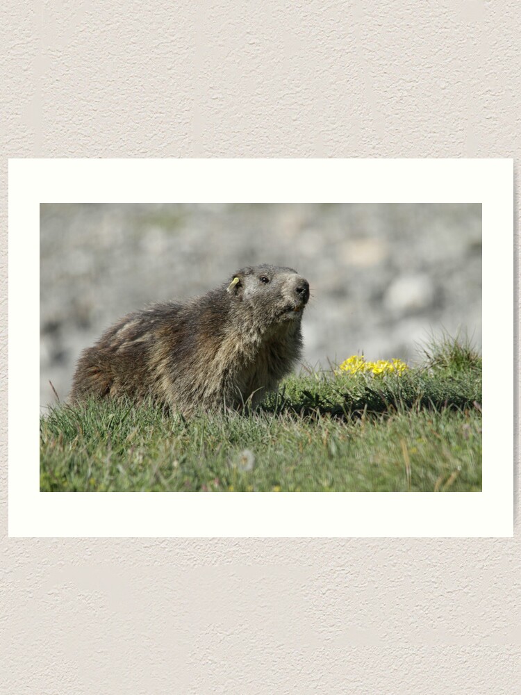 Alternate view of Boss of the marmots Art Print