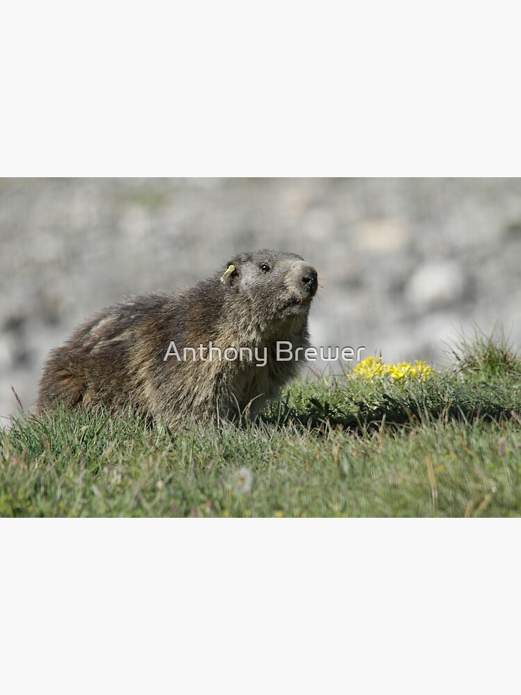 Boss of the marmots by dailyanimals