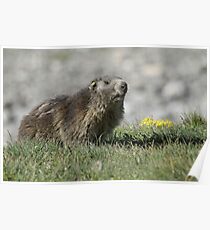 Boss of the marmots Poster