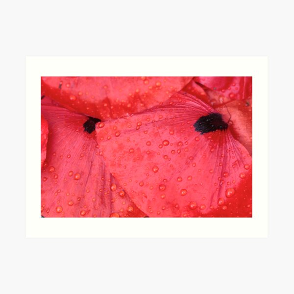 dropped petals Art Print