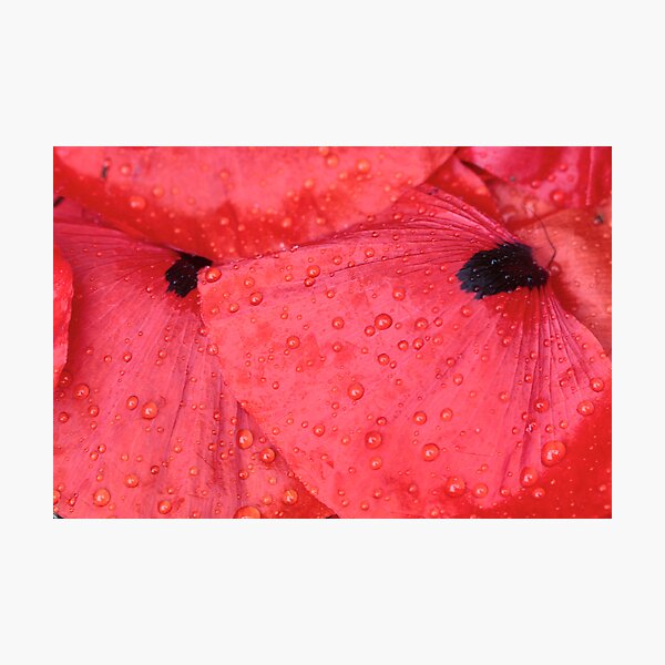 dropped petals Photographic Print
