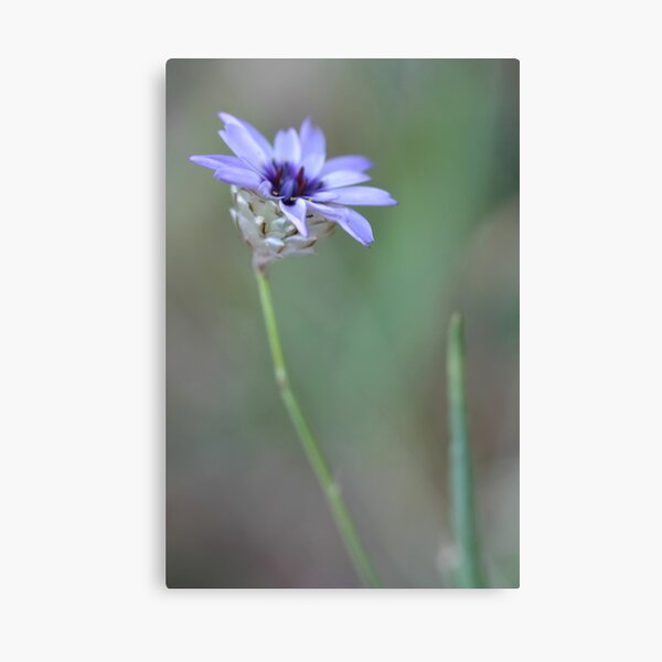 sylphlike figure Canvas Print