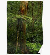 Rain Forest Poster