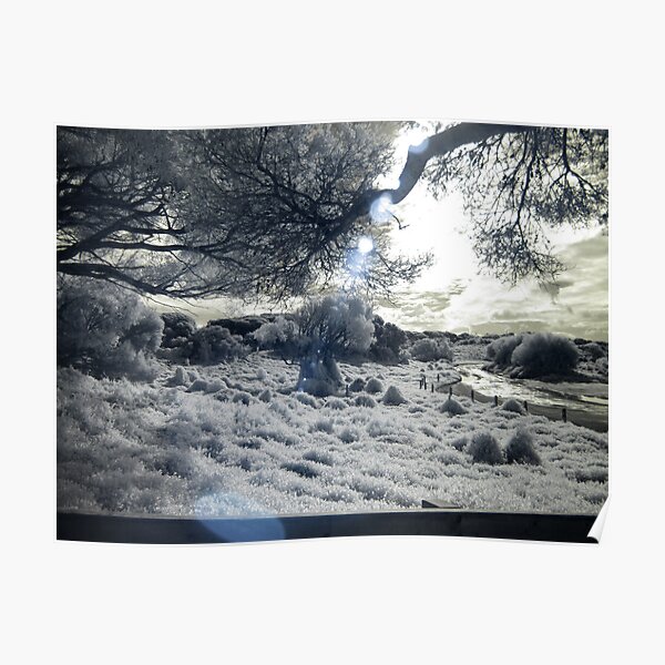 Phillip Island - Forest Caves Poster