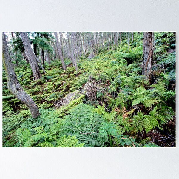 Item preview, Fern Gully designed and sold by Geoff Smith.