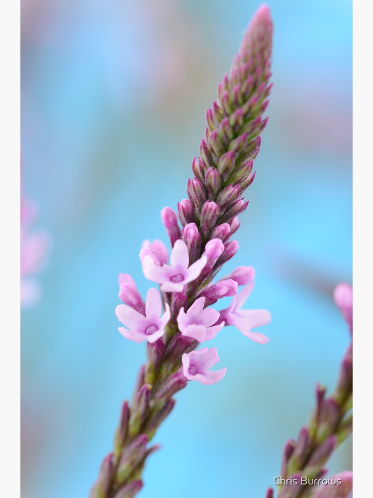 "Verbena hastata f. rosea 'Pink Spires' " Sticker for Sale by