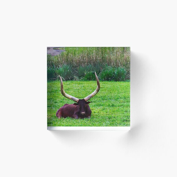Aperçu de l'œuvre Bovins Ankole à l'état sauvage créée et vendue par VickyGood.