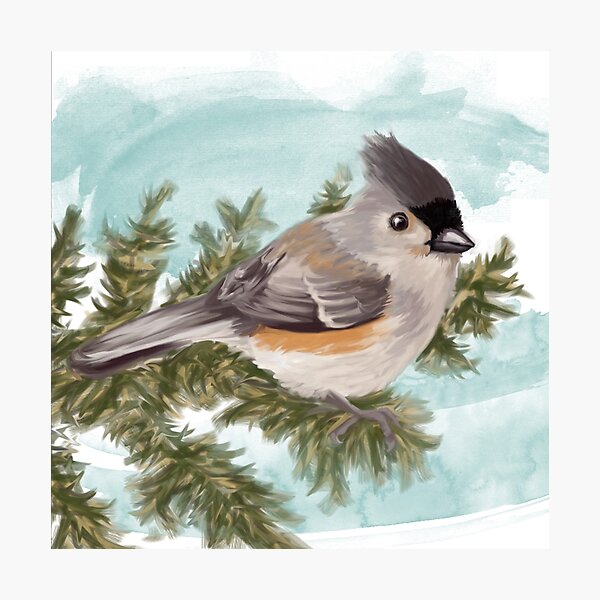 Tufted Titmouse Photographic Print