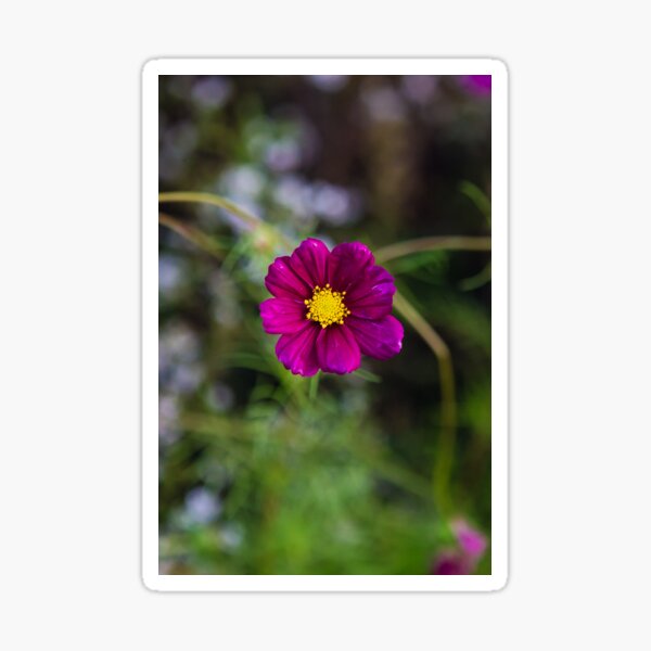 Cosmos II Sticker